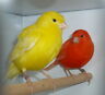 New Super Bird Melody Song Canary Training Cd My Best Bird