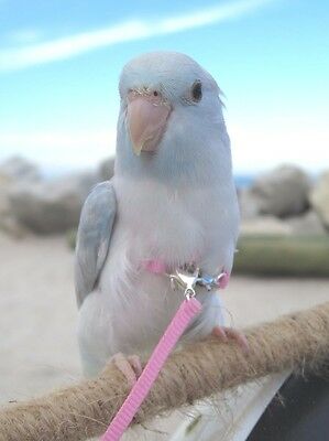 Mini Wings Parrotlet Harness